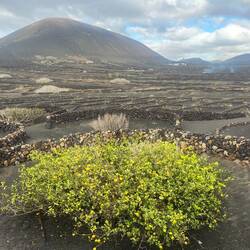 Ein Zitronenbaum mitten in der Lavalandschaft