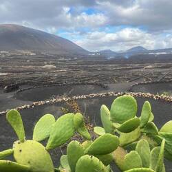 Etwas grün muss schon sein