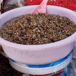 Ameisen und Ameiseneier