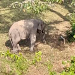 Der einzige Elefant 🤣🤣🤣