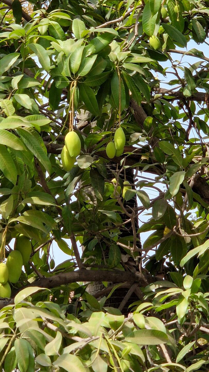 Mangobäume