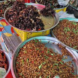 Delikatessen wie gebratene Spinnen, Kakerlaken, Maden, Heuschrecken...