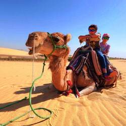 Les chameaux peuvent vivre 1 mois sans eau dans le désert.