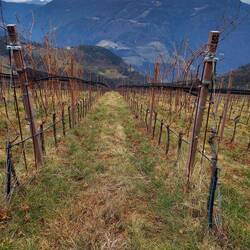 vorbei an Weinbergen mit tollem Blick Richtung Bozen