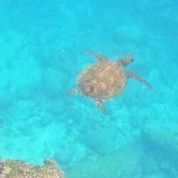 Grüne Meeresschildkröte