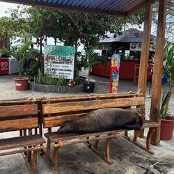 Galápagos-Seelöwe/bär