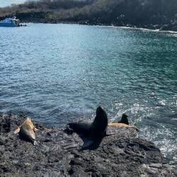 Galápagos-Seelöwen/bären