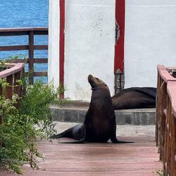 Galápagos-Seelöwen/bären