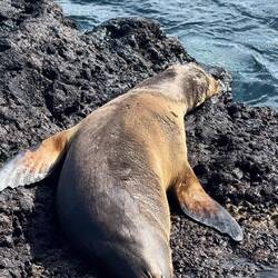 Galápagos-Seelöwe/bär