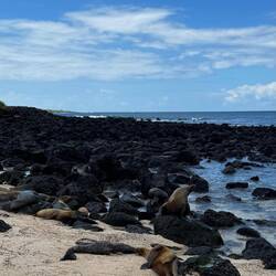 Galápagos-Seelöwen/bären