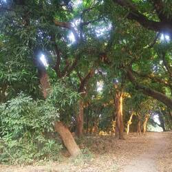 Das sind große Mangobäume