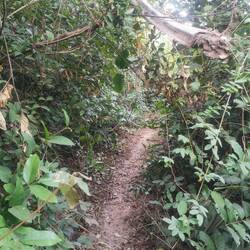 Zurück nehme ich zum Spaß einen kleinen Pfade durch die dichte Vegetation