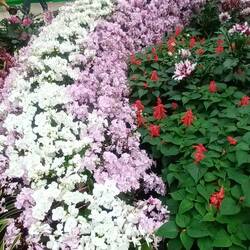 Schlangenschwanz aus Orchideen