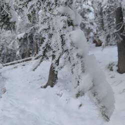 Immer wieder faszinierende Eiskristalle
