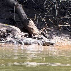 Cajman (liten krokodil)