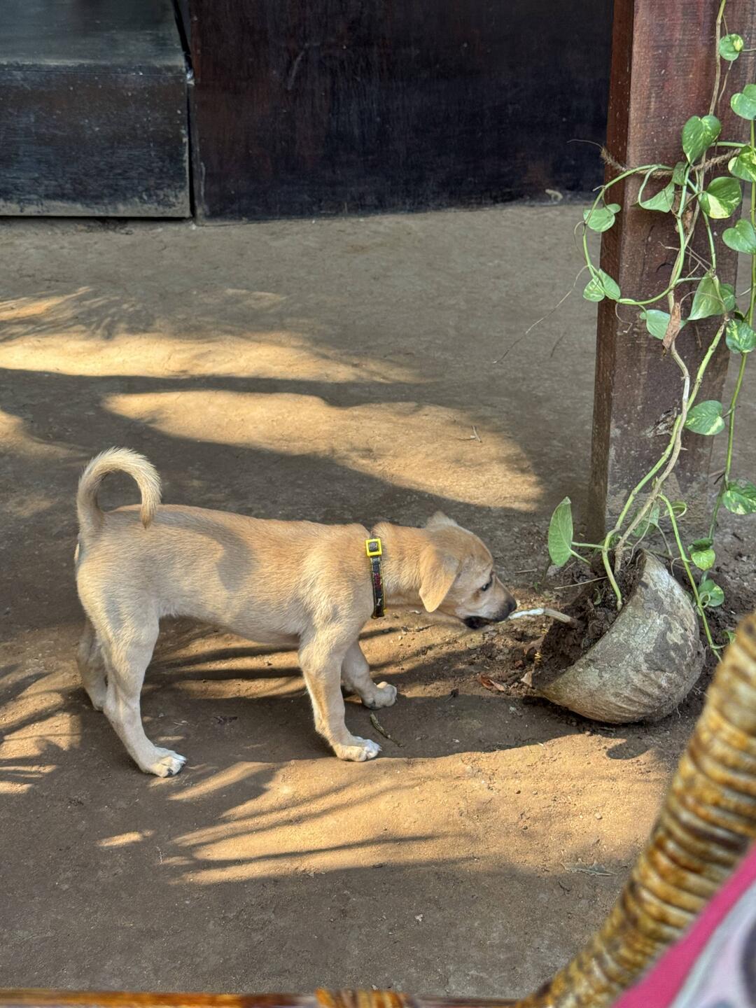 Andrex! Destroying a plant.
