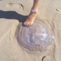 Lots of huge jelly fish on our beach walk