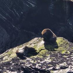 New Zealand Fur Seals 🦭🦭🦭 (neuseeländische Seebären)