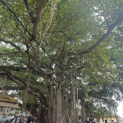 Big Banyon-Tree