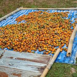 Kaffee zum Trocknen aufgelegt.