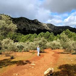 Olivenhaine mitten in der Wildnis