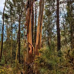 Hier verlieren die Bäume ihre Rinde😯🤭🤔