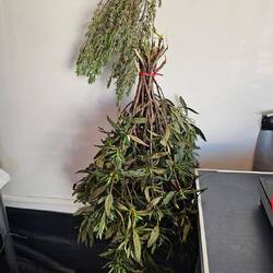 Zistrosenzweige und Rosmarin .Das Vorzelt wird duften!