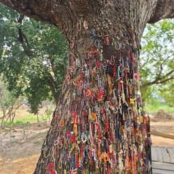 Killing Trees 🙏🏿😢🥺