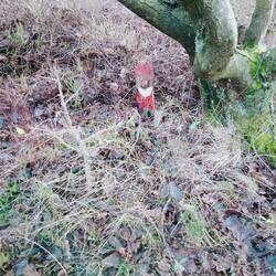 Nisse mit Cachenase