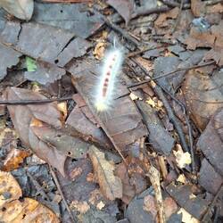 This caterpillar seemed luminescent.