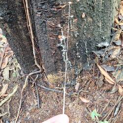 Dried sap from a rubber tree.