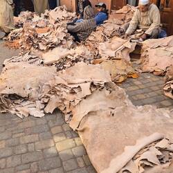 Lederhäute, Ziege, Lamm, Schaf