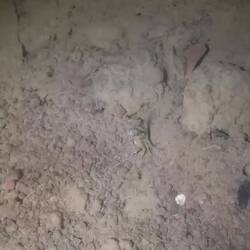 Beim Wäschewaschen lenken mich zahlreiche Schwimmkrabben ab