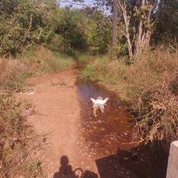 Cyprian ist so heiß, dass er einen Bach zur Abkühlung nutzt - Ich warte lieber auf den Fluss