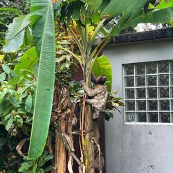 sloth mama and babyy