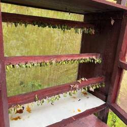 Här odlar man pupporna inför försäljning.