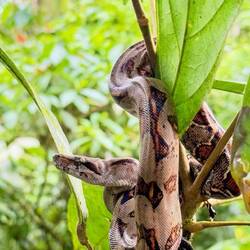 Vi hittade en liten boa-orm i ett träd