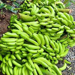 Fågelmat från egen odling