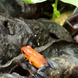 Den här lilla grodan är giftig och kallas "blue-jeans-groda" pga sina blåa ben.