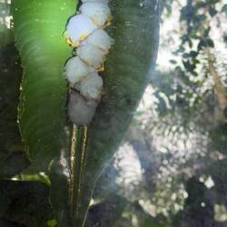 Vita fladdermöss, en mycket ovanlig sort.