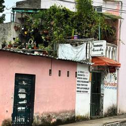 Grüne Oase auf dem Dach