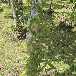 Vanilla root on tree