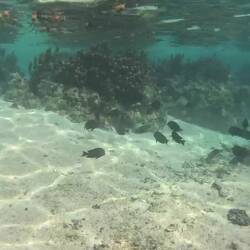 The snorkeling here was just 'ok'; it looks better on film than in real life