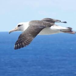 Schön geschminkter Albatros