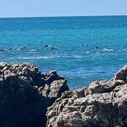Amazing to see this large pod of dolphins as we were heading towards Kaikoura.