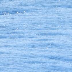 A Dolphin