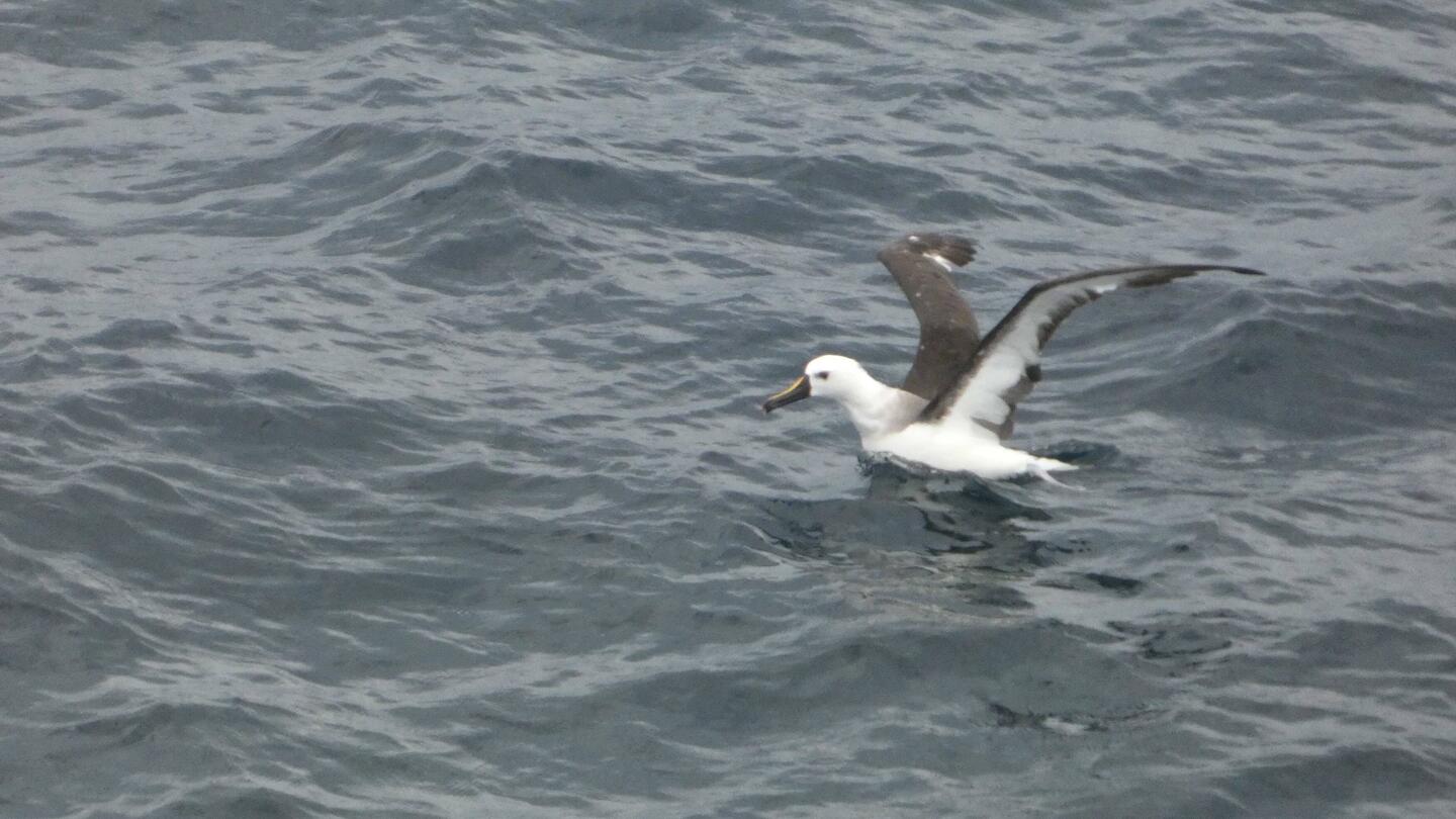 A yellow billed Albatros