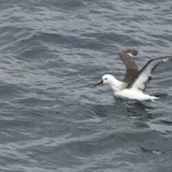A yellow billed Albatros