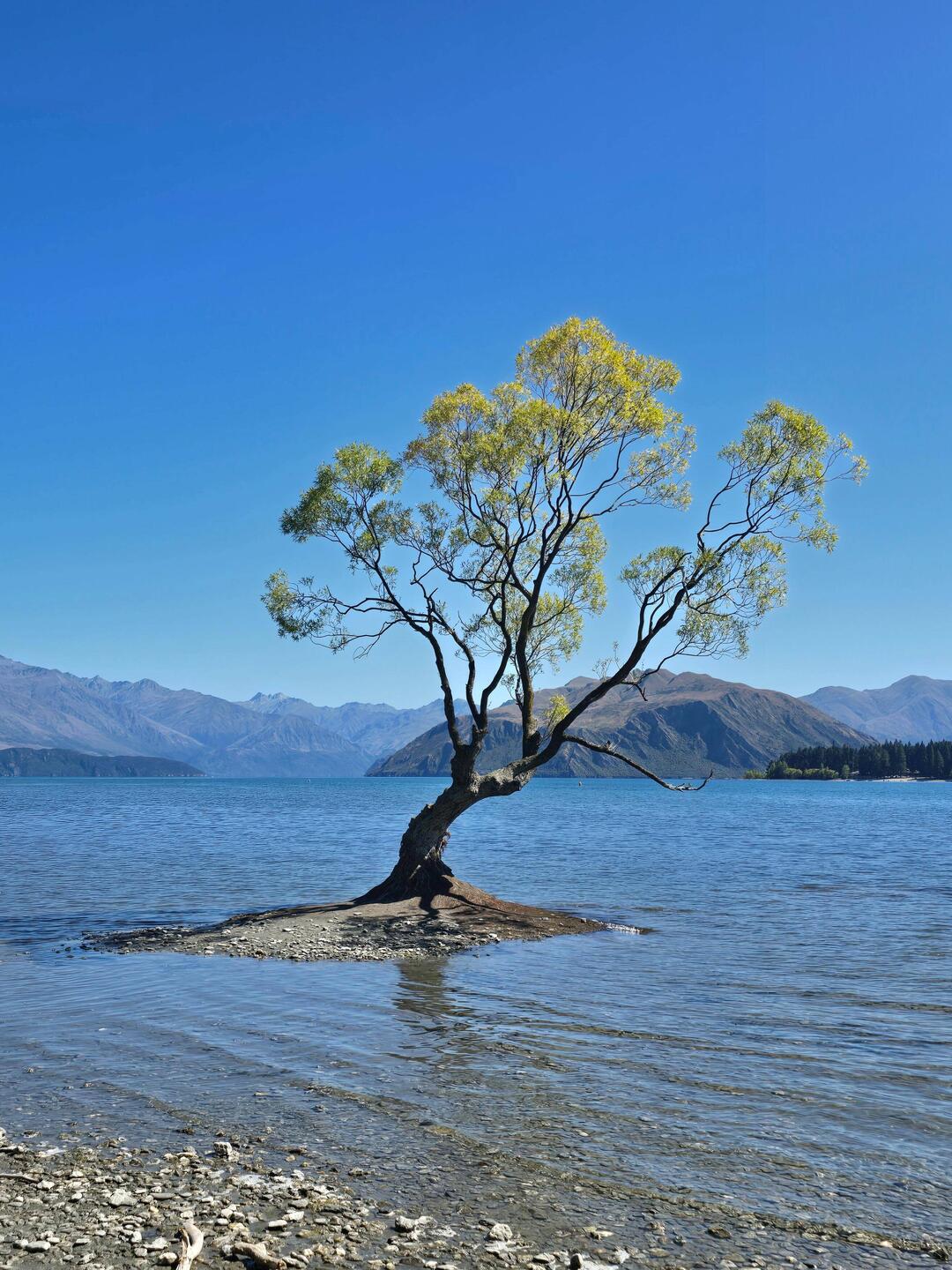 Wanaka Tree