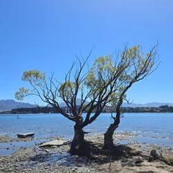 Wanaka Couple Trees